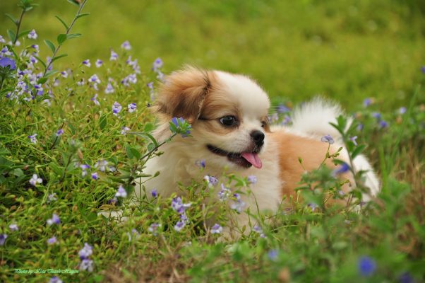 Thú cưng Đà Lạt