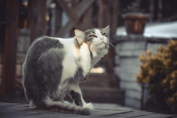 Ran Meo Gay Kho Chiu Cho Thu Cung