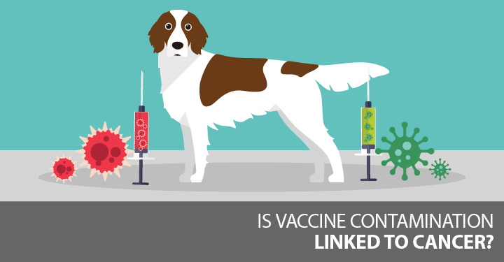 bệnh lepto ở chó mèo