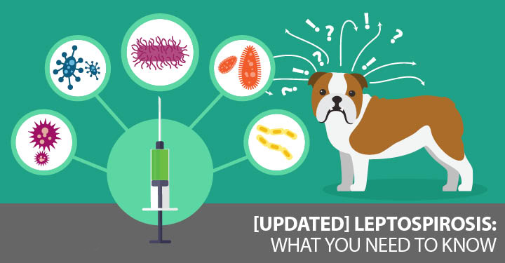 bệnh lepto ở chó mèo