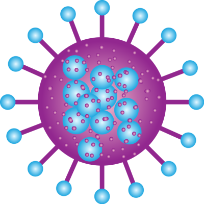 Parvovirus