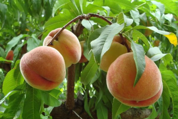 Chữa chó ghẻ bằng lá đào
