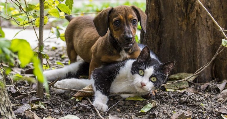 Bệnh Tiểu Đường Ở Thú