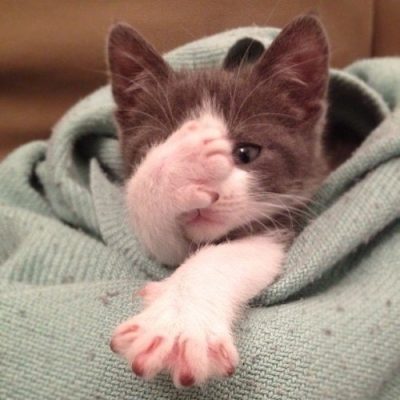 Chum Anh Ngo Nghinh Ve 15 Chu Meo So Ma