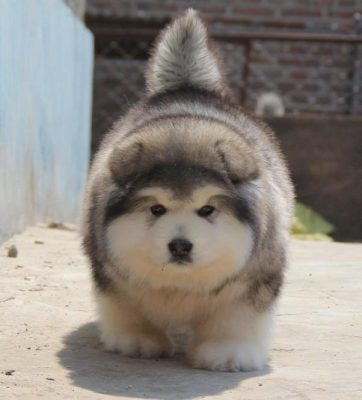 Huong Dan Ban Mua Va Nuoi Cho Alaska