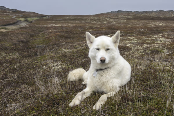 Dog Husky White Lyingdown Mosses Lichens Peat Rockyisland Roadlesswilderness Attentive Adventuresome Happy Quirponisland Newfoundland 1116345 600x400 1